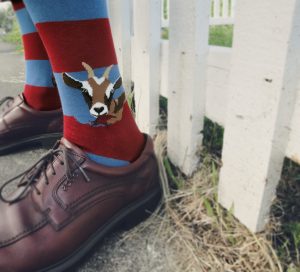 Goat socks for men by ModSocks with hungry goats eating striped socks.